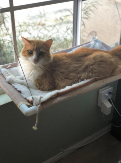 Kissa-ikkunasänky + höyhenrotta